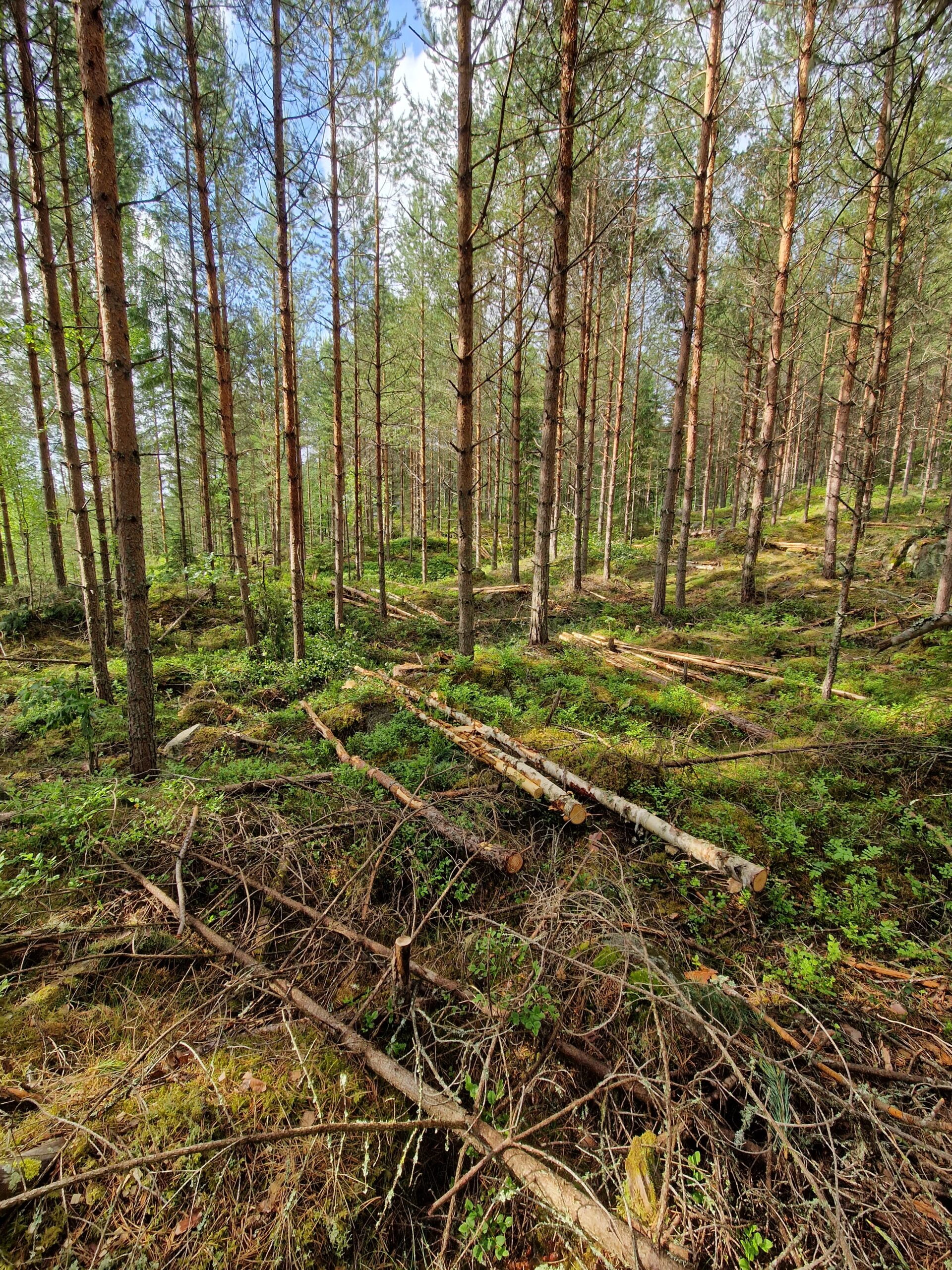 Gallring i Gagnef, Borlänge, Falun, Leksand och övriga Dalarna
