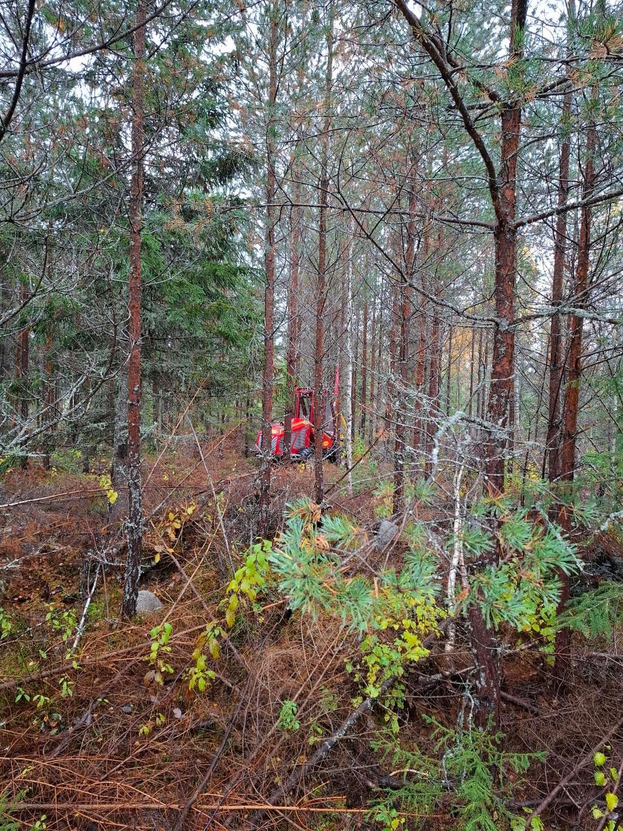 En skog med större värde för framtiden