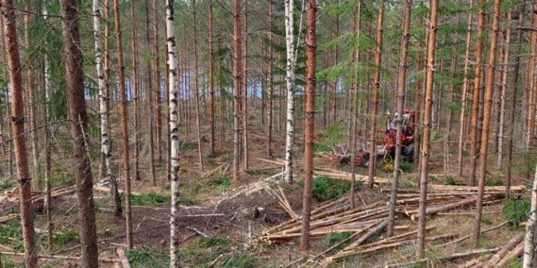 Skonsam gallring i Dalarna som stärker framtidens skogar