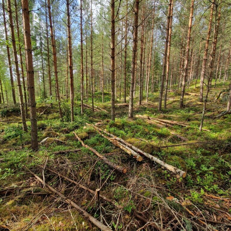 20230620_092424 Gallring i Gagnef, Borlänge, Falun, Leksand och övriga Dalarna